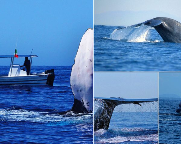 Fun and Adventure in Trincomalee, Sri Lanka