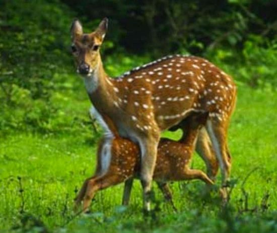 Nature & Wild Life