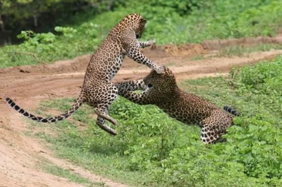 Yala National Park Day Tour
